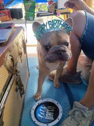 Lost Male Dog last seen Mynatt road and rifle range road , Knoxville, TN 37918