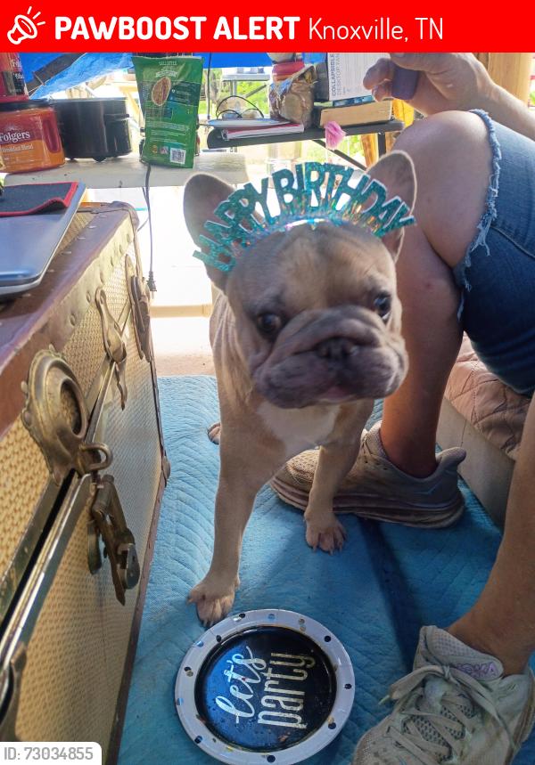 Lost Male Dog last seen Mynatt road and rifle range road , Knoxville, TN 37918