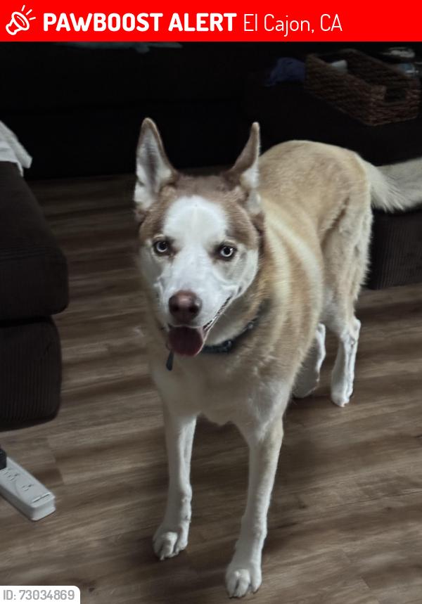 Lost Female Dog last seen Kennedy park fourth and madison, El Cajon, CA 92019
