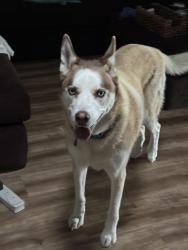 Lost Female Dog last seen Kennedy park fourth and madison, El Cajon, CA 92019