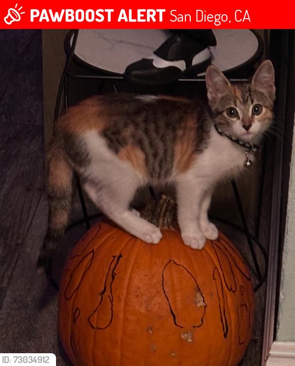 Lost Female Cat last seen Palm ave, San Diego, CA 92154