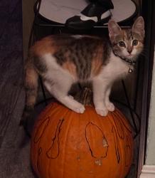 Lost Female Cat last seen Palm ave, San Diego, CA 92154