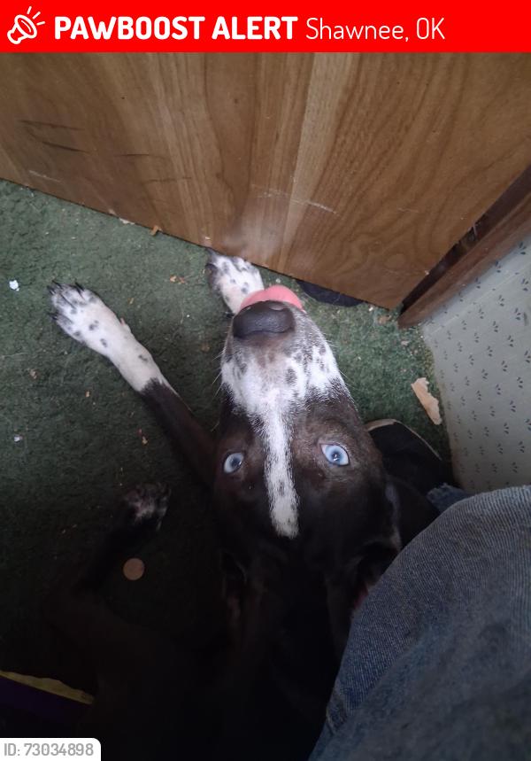 Lost Female Dog last seen An old farm across from the place I work, Shawnee, OK 74801