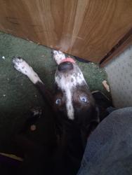 Lost Female Dog last seen An old farm across from the place I work, Shawnee, OK 74801