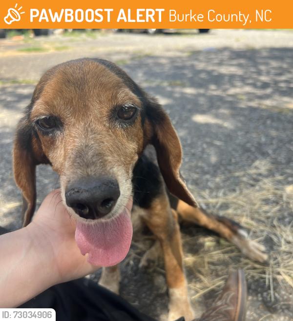 Found/Stray Female Dog last seen Dry pond’s community center, Burke County, NC 28655