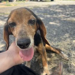 Found/Stray Female Dog last seen Dry pond’s community center, Burke County, NC 28655