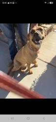 Reunited Female Dog last seen Caughlin and woodcliff , Phelan, CA 92371