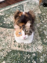 Lost Female Cat last seen Brier and Stoney, Castle Hayne, NC 28429