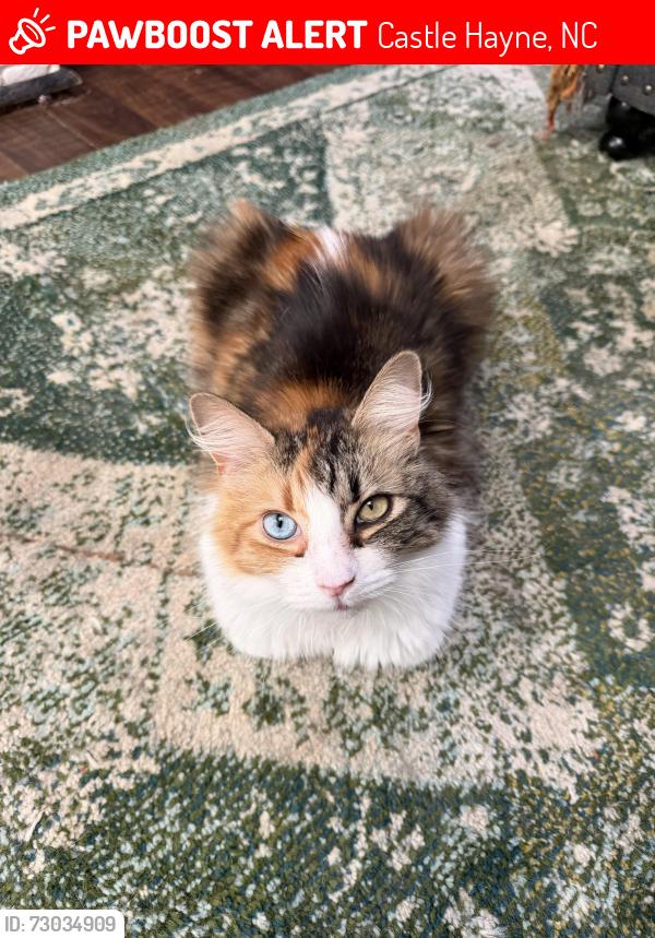 Lost Female Cat last seen Brier and Stoney, Castle Hayne, NC 28429