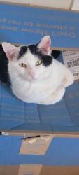 Lost Male Cat last seen Tabor Loop, Crossville, TN 38571