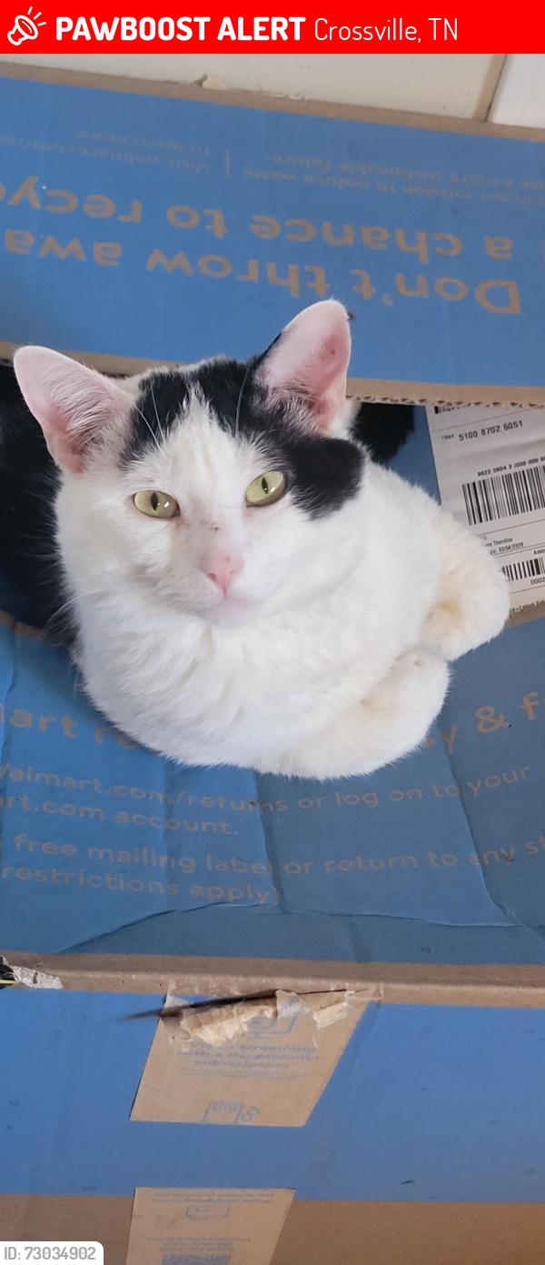 Lost Male Cat last seen Tabor Loop, Crossville, TN 38571