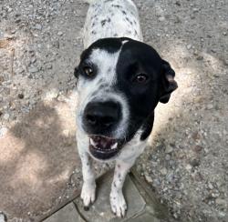 Found/Stray Female Dog last seen Northwest Baptist church parking lot, Travelers Rest, SC 29690
