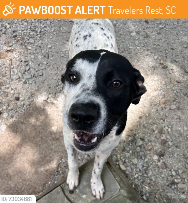 Found/Stray Female Dog last seen Northwest Baptist church parking lot, Travelers Rest, SC 29690