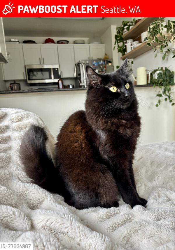 Lost Female Cat last seen Greenwood and 117th and Greenwood and 120th, Seattle, WA 98133