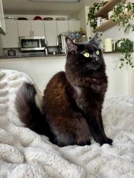 Lost Female Cat last seen Greenwood and 117th and Greenwood and 120th, Seattle, WA 98133