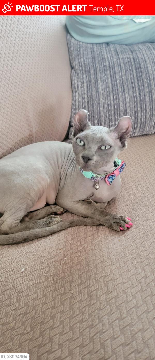 Lost Female Cat last seen Midway dr., Temple, TX 76502