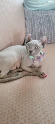 Lost Female Cat last seen Midway dr., Temple, TX 76502