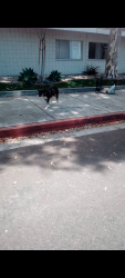Found/Stray Unknown Dog last seen 228th and Vermont , West Carson, CA 90502