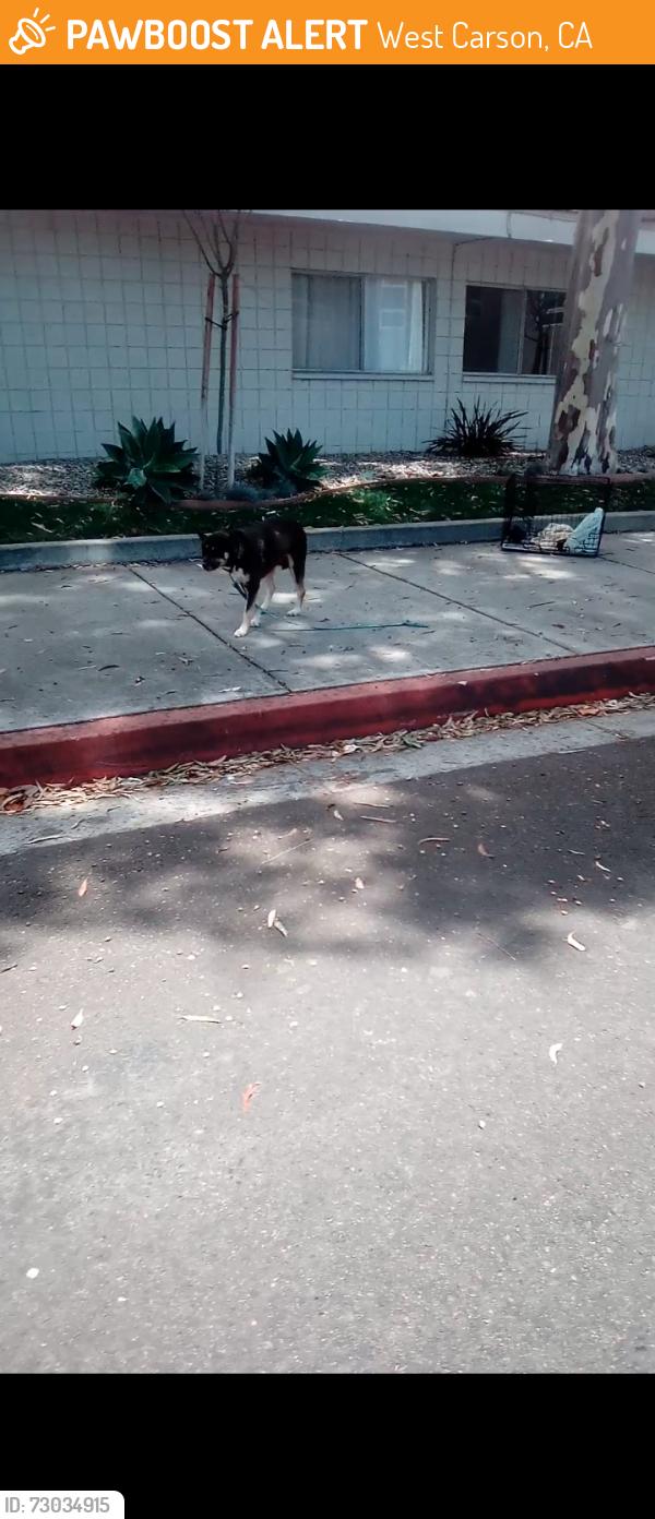 Found/Stray Unknown Dog last seen 228th and Vermont , West Carson, CA 90502