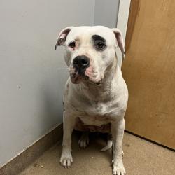 Shelter Stray Female Dog last seen , 4500 N Access Rd, Chattanooga, TN 37415, USA