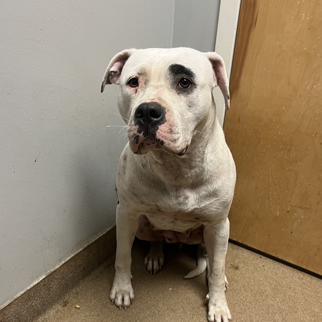 Shelter Stray Female Dog last seen , 4500 N Access Rd, Chattanooga, TN 37415, USA