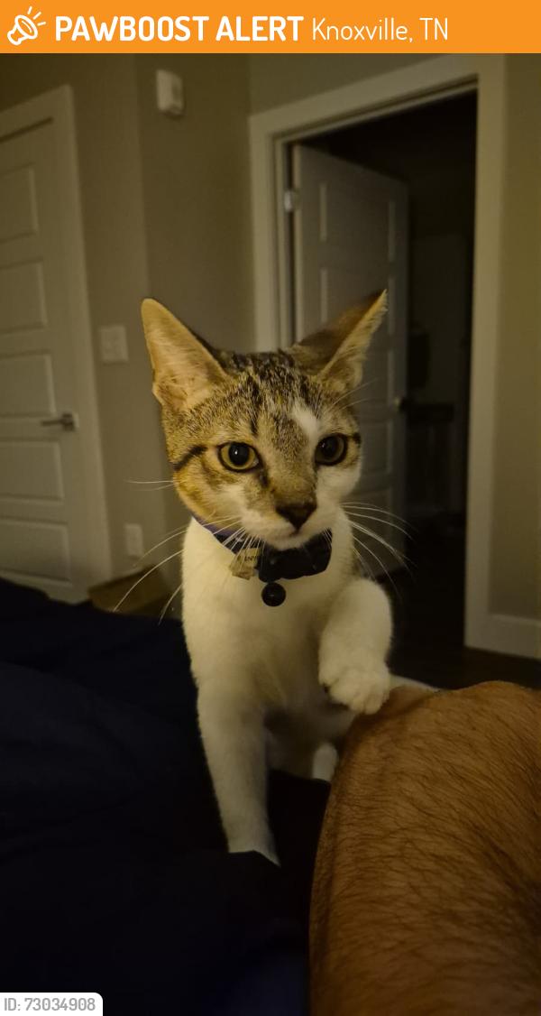 Found/Stray Female Cat last seen Icon at Hardin Valley, Knoxville, TN 37932