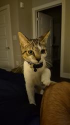 Found/Stray Female Cat last seen Icon at Hardin Valley, Knoxville, TN 37932