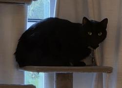 Lost Male Cat last seen Ralston Terrece Townhouses, Arvada, CO 80004