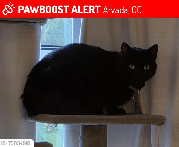 Lost Male Cat last seen Ralston Terrece Townhouses, Arvada, CO 80004