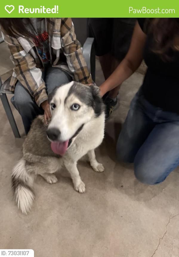 Reunited Female Dog last seen Near Cambria Ave, Fontana, CA 92336, USA, Fontana, CA 92336