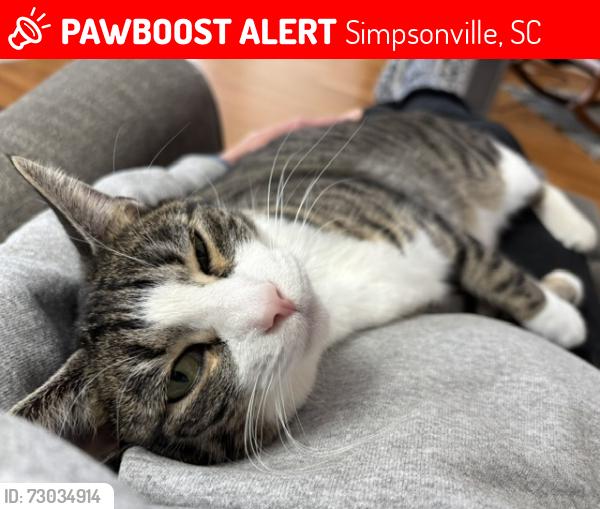 Lost Female Cat last seen Near Hillpine Drive, Simpsonville, SC 29681