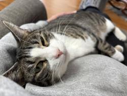 Lost Female Cat last seen Near Hillpine Drive, Simpsonville, SC 29681