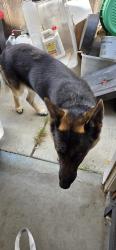 Reunited Male Dog last seen Chardonnay and Windsor Salinas California, Salinas, CA 93906