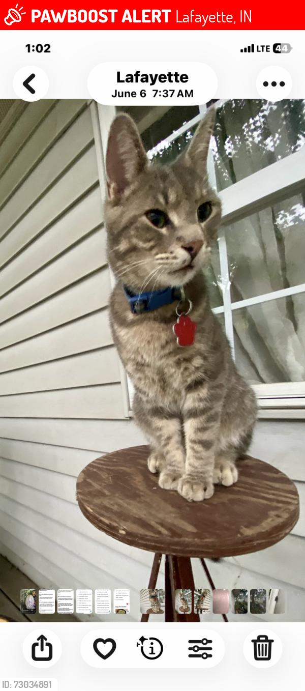 Lost Male Cat last seen S 16th and Congress, Lafayette, IN 47905