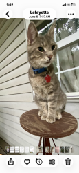 Lost Male Cat last seen S 16th and Congress, Lafayette, IN 47905