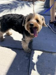 Found/Stray Male Dog last seen Bradpoint and W Camino Del Rancho. In NW near Craig and Decatur , Las Vegas, NV 89130