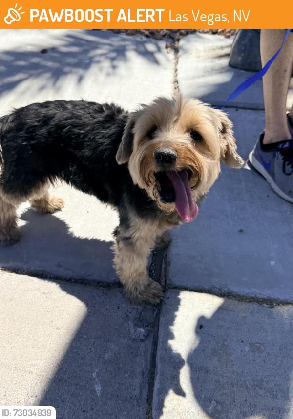Found/Stray Male Dog last seen Bradpoint and W Camino Del Rancho. In NW near Craig and Decatur , Las Vegas, NV 89130