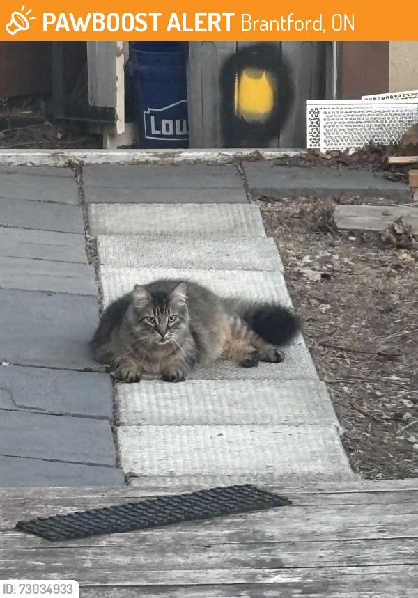 Found/Stray Unknown Cat last seen West St and Charing Cross, Brantford, ON 