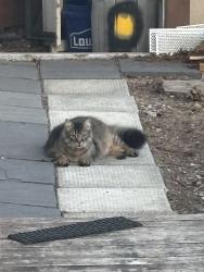 Found/Stray Unknown Cat last seen West St and Charing Cross, Brantford, ON 