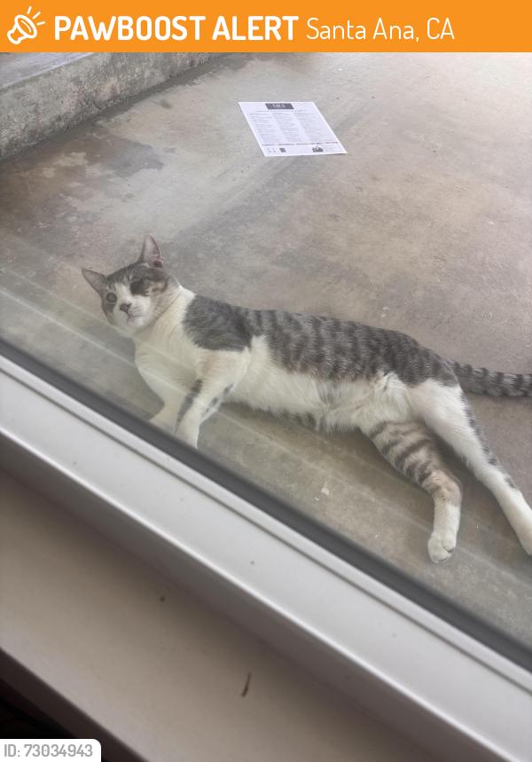 Found/Stray Unknown Cat last seen Alona st , Santa Ana, CA 92706