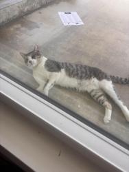 Found/Stray Unknown Cat last seen Alona st , Santa Ana, CA 92706