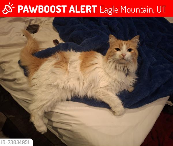 Lost Female Cat last seen Half Mile Rd by the Church, Eagle Mountain, UT 84005