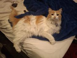 Lost Female Cat last seen Half Mile Rd by the Church, Eagle Mountain, UT 84005