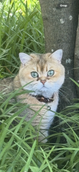Found/Stray Female Cat last seen Rt 252 / Buttonwood Rd, Berwyn, PA 19312
