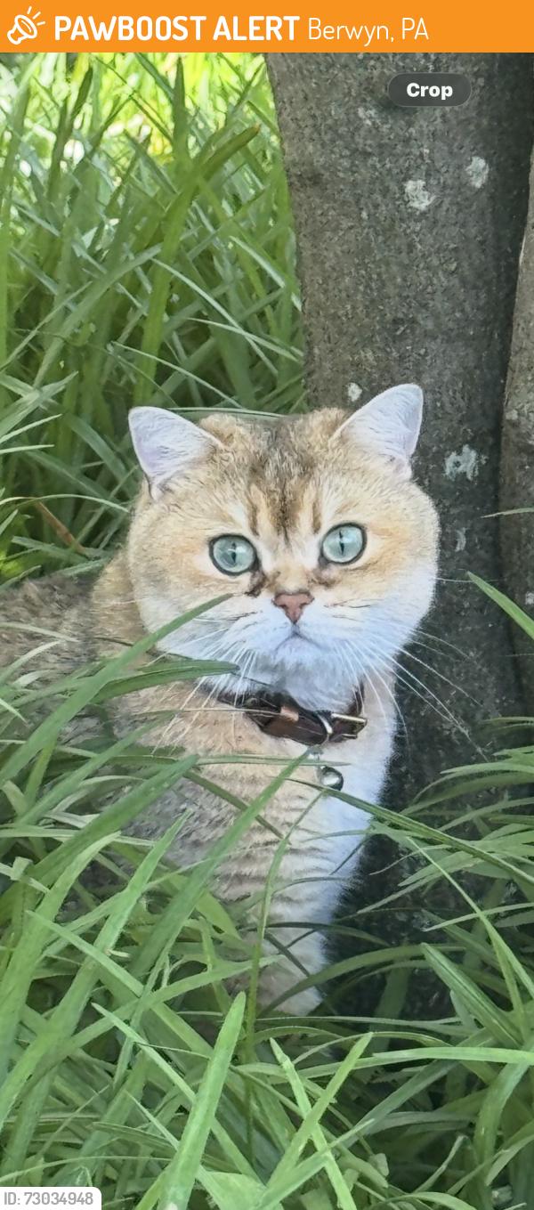 Found/Stray Female Cat last seen Rt 252 / Buttonwood Rd, Berwyn, PA 19312