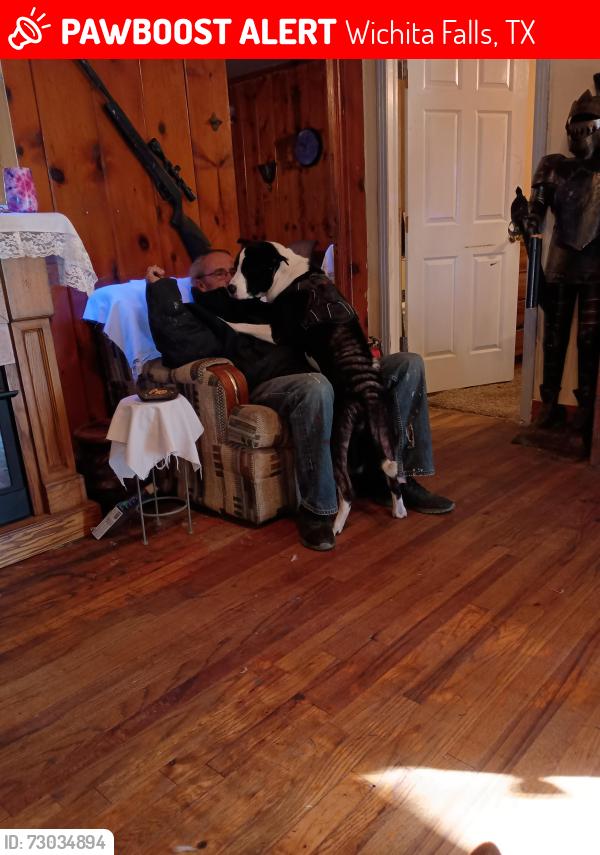 Lost Male Dog last seen Trigg Ln, Wichita Falls, TX 76306