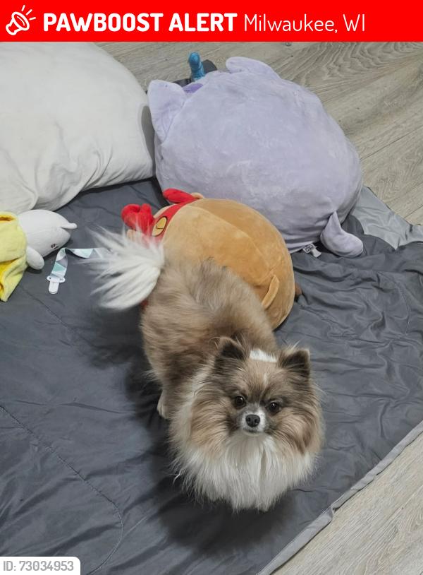 Lost Female Dog last seen 23rd W rogers st 53204, Milwaukee, WI 53204
