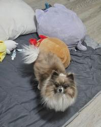 Lost Female Dog last seen 23rd W rogers st 53204, Milwaukee, WI 53204