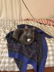 Reunited Female Cat last seen Glass Ave and Lybarger, Olympia, WA 98506