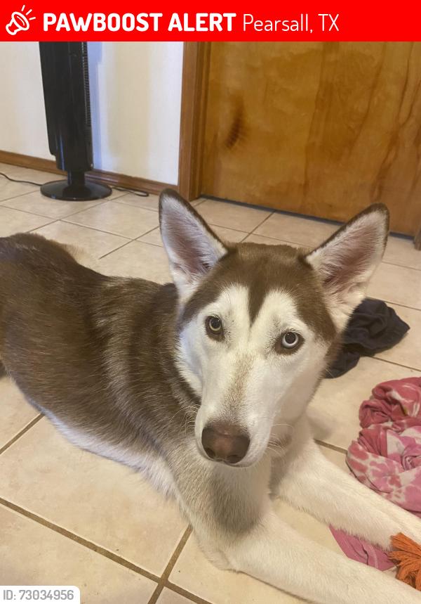 Lost Female Dog last seen Near fm 1581, Pearsall, TX 78061